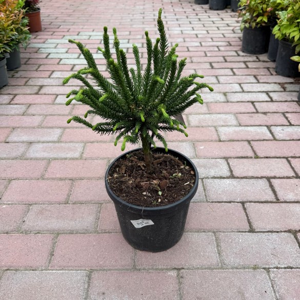 Cryptomeria japonica 'Dinger' - Japán ciprus