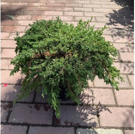 Juniperus communis 'Green Carpet' - Terülő boróka