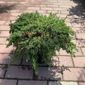 Juniperus communis 'Green Carpet' - Terülő boróka