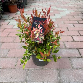 Leucothoe axillaris 'Little Flames' - Fürtös hanga