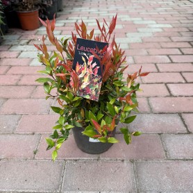 Leucothoe axillaris 'Little Flames' - Fürtös hanga