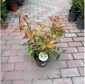 Leucothoe fontanesiana 'Rainbow' - Fürtöshanga