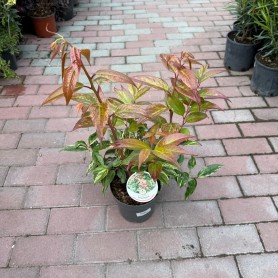Leucothoe fontanesiana 'Rainbow' - Fürtöshanga