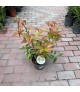 Leucothoe fontanesiana 'Rainbow' - Fürtöshanga