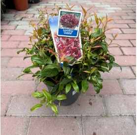 Leucothoe axillaris 'Zeblid' - Fürtöshanga