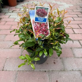 Leucothoe axillaris 'Zeblid' - Fürtöshanga