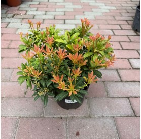 Pieris japonica 'Cupido' - Japán babérhanga