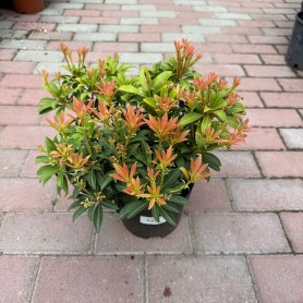 Pieris japonica 'Cupido' - Japán babérhanga