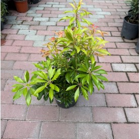 Pieris japonica 'Passion' - Babérhanga