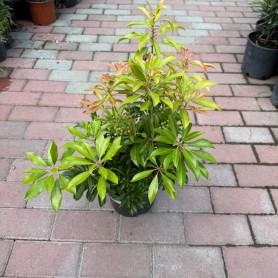 Pieris japonica 'Passion' - Babérhanga