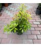 Pieris japonica 'Passion' - Babérhanga