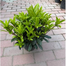 Skimmia japonica 'Rubella' - Japán dérbabér