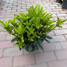Skimmia japonica 'Rubella' - Japán dérbabér
