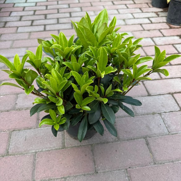 Skimmia japonica 'Rubella' - Japán dérbabér