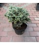 Abies koreana 'Kohout's Ice Breaker' - Jegenyefenyő