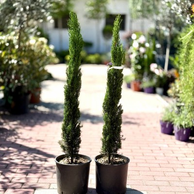 Cupressus sempervirens 'Totem' - Ciprus (100 Cm)