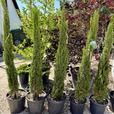 Cupressus sempervirens 'Totem' - Ciprus (150 Cm)