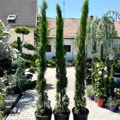Cupressus sempervirens 'Totem' - Ciprus (200 Cm)