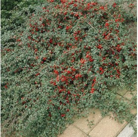 Cotoneaster dammeri - Szőnyegmadárbirs