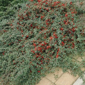 Cotoneaster dammeri - Szőnyegmadárbirs