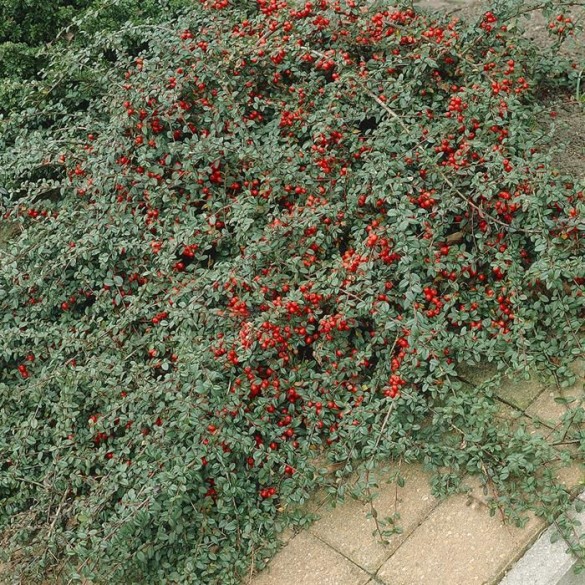 Cotoneaster dammeri - Szőnyegmadárbirs