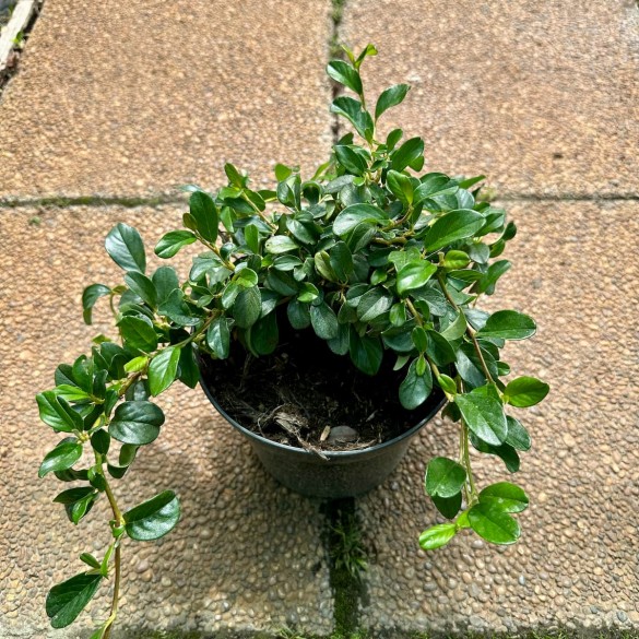 Cotoneaster dammeri - Szőnyegmadárbirs