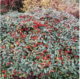 Cotoneaster 'Herbst Fleur' - Szőnyegmadárbirs