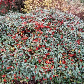 Cotoneaster 'Herbst Fleur' - Szőnyegmadárbirs