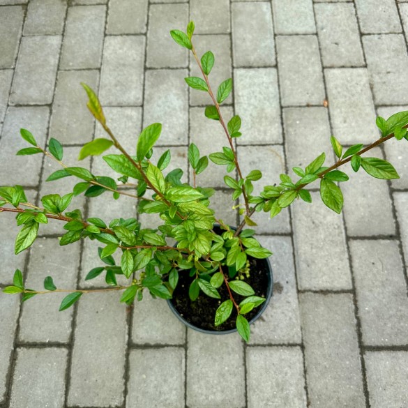 Cotoneaster 'Herbst Fleur' - Szőnyegmadárbirs