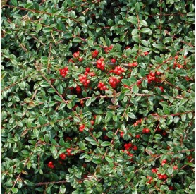 Cotoneaster 'Coral Beauty' - Szőnyegmadárbirs