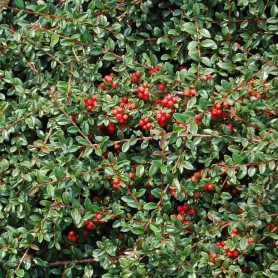 Cotoneaster 'Coral Beauty' - Szőnyegmadárbirs