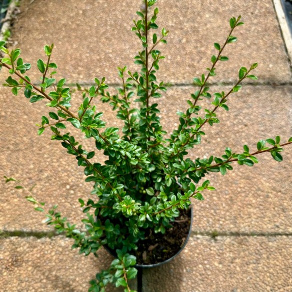 Cotoneaster 'Coral Beauty' - Szőnyegmadárbirs