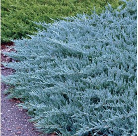 Juniperus horizontalis 'Blue Chip' - Henyeboróka