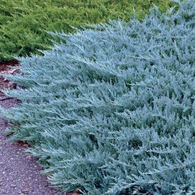 Juniperus horizontalis 'Blue Chip' - Henyeboróka
