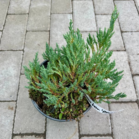 Juniperus horizontalis 'Blue Chip' - Henyeboróka