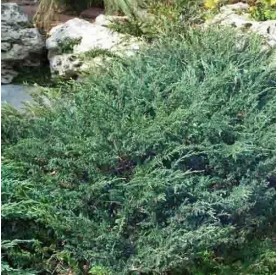 Juniperus horizontalis 'Wiltonii' - Henyeboróka