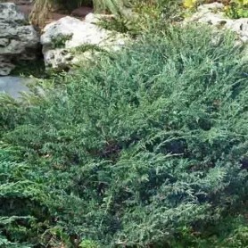 Juniperus horizontalis 'Wiltonii' - Henyeboróka