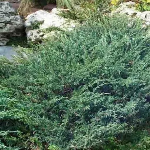 Juniperus horizontalis 'Wiltonii' - Henyeboróka