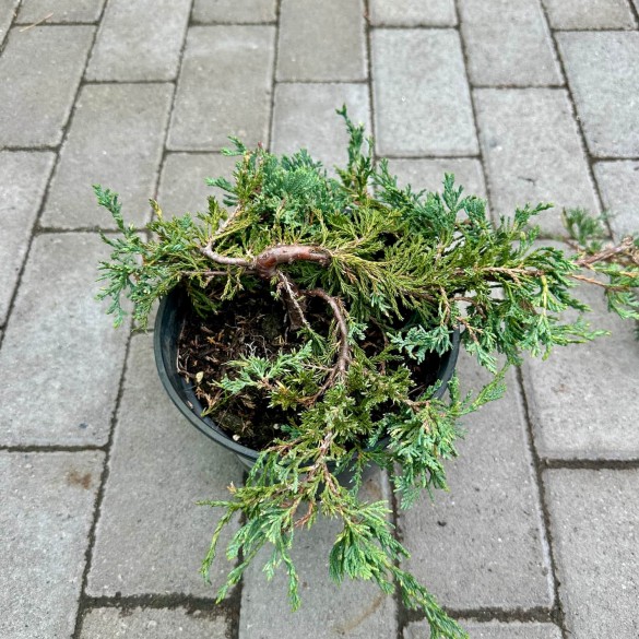 Juniperus horizontalis 'Wiltonii' - Henyeboróka
