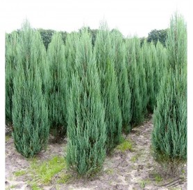Juniperus scopulorum 'Blue Arrow' - Boróka