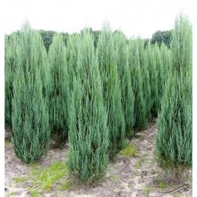 Juniperus scopulorum 'Blue Arrow' - Boróka