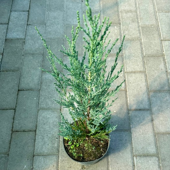Juniperus scopulorum 'Blue Arrow' - Boróka