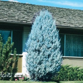Juniperus scopulorum 'Moonglow' - Boróka