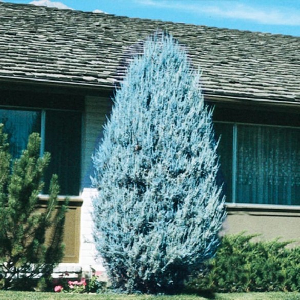 Juniperus scopulorum 'Moonglow' - Boróka