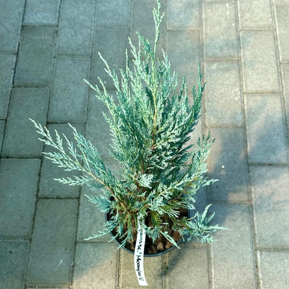 Juniperus scopulorum 'Moonglow' - Boróka