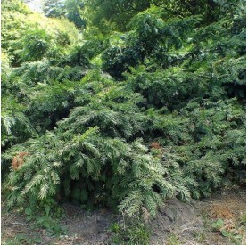Taxus baccata 'Repandens' - Terülő tiszafa