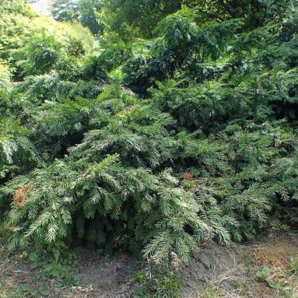 Taxus baccata 'Repandens' - Terülő tiszafa