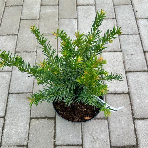 Taxus baccata 'Repandens' - Terülő tiszafa
