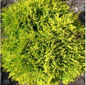 Thuja occidentalis 'Mirjam' - Gömbtuja
