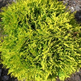 Thuja occidentalis 'Mirjam' - Gömbtuja